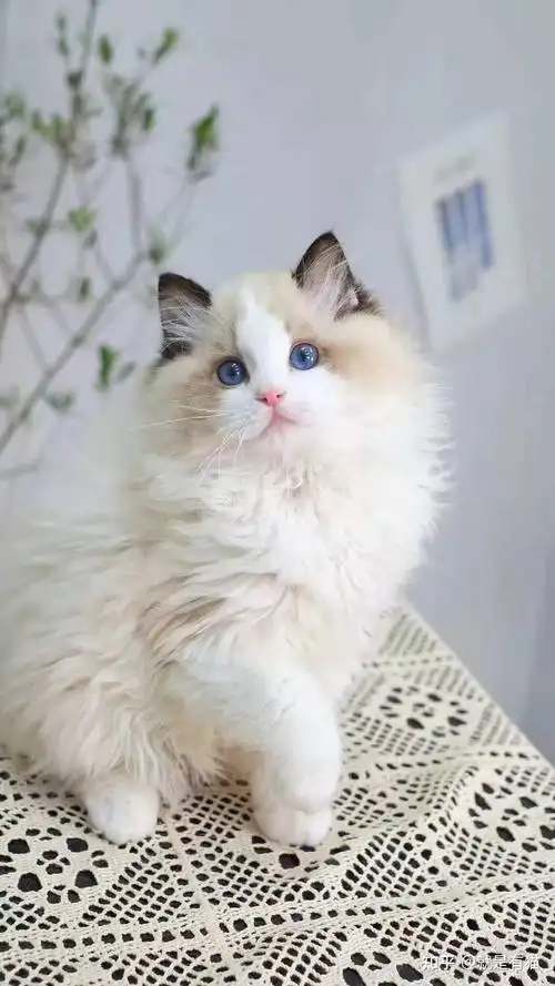 布偶品种分类图一图搞懂