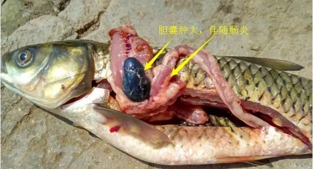 你知道哪些因素能够引发草鱼肝胆疾病肝胆疾病严重危害草鱼健康