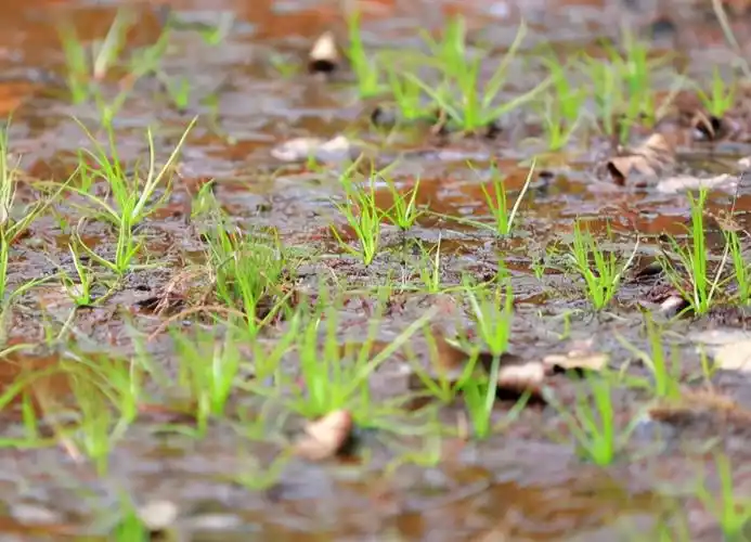 中华水韭简介(不起眼的农村植物竟是一级保护植物)