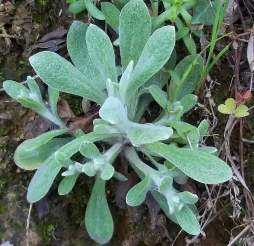 你知道这叫清明草吗?