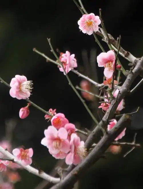 今年梅花长得不好 - 桂林 - 新摄影论坛