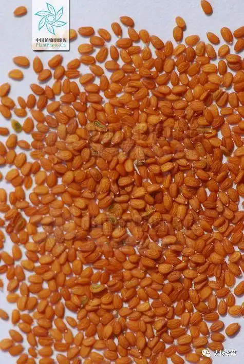 葶苈子,见过吗?泻肺平喘,行水消肿.