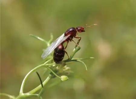 天气炎热,又到了大水蚁出来祸害人间的时候了,你了解它吗