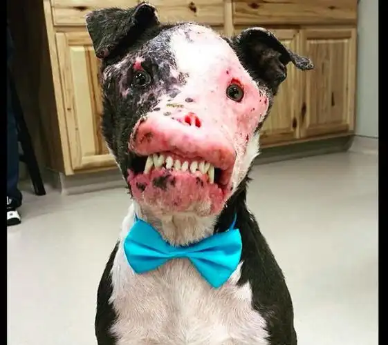 原创狗狗天生免疫系统有缺陷恐怖面貌让人不敢靠近却依然有人爱它