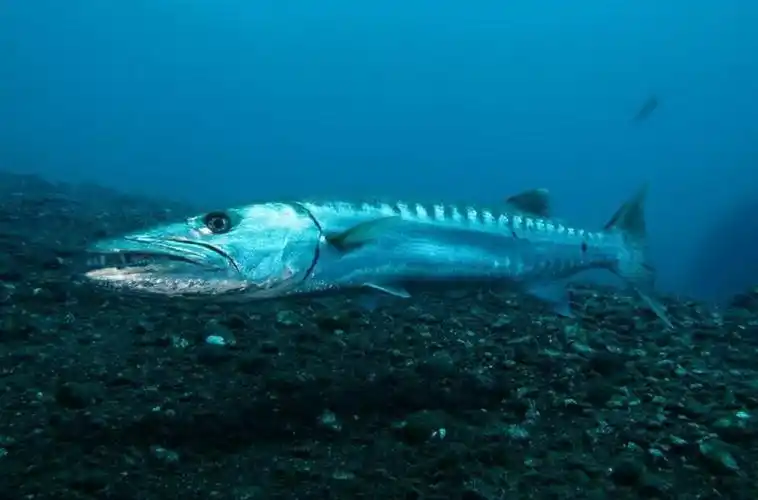 instead of actively searching fish and also other huge prey, the