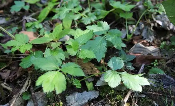 中药鹅脚板孕妇能吃吗鹅脚板的药用选方