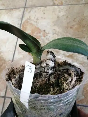 蝴蝶兰茎腐至仅剩一个病叶了这种情况还有救吗求高手指点下