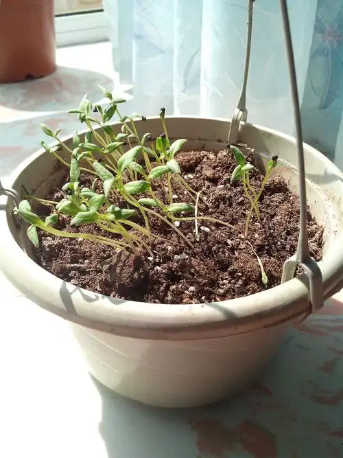 满天星发芽这是什么情况?要死了?