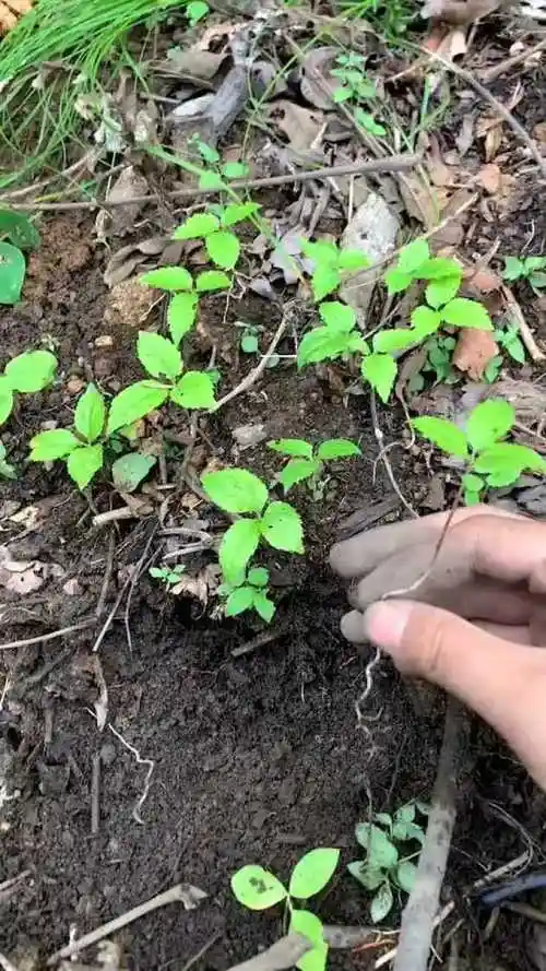 初生一年人参苗