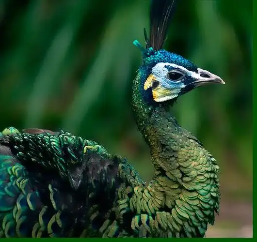 绿孔雀
