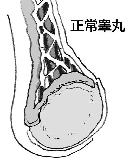 "南楠"说科普|别让"淡淡的忧伤"可能变成"蛋蛋的悲剧"(上)_睾丸