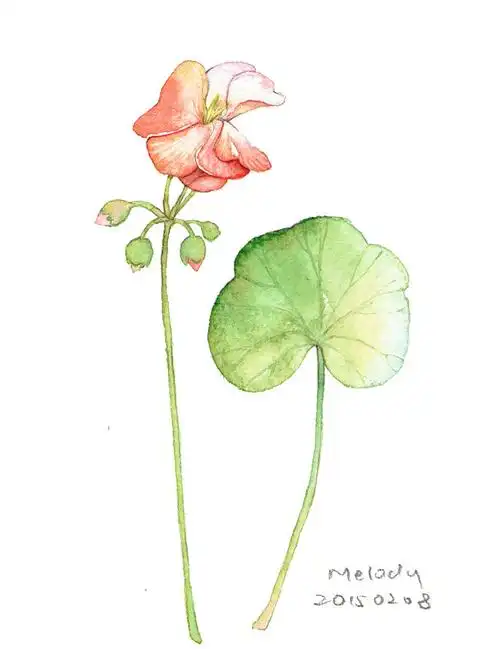 荷花# #荷叶# #水彩画# #清新# #背景# #装饰# #素材