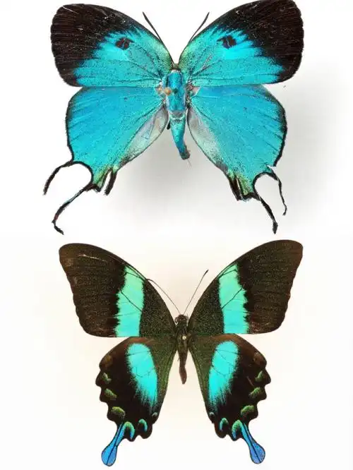 蝴蝶素材图片分享_素材_绘画_色彩搭配_美术_寻找小红书绘画大神_素材