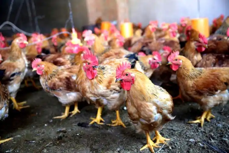 广隆花鸡以体型为胸圆,结实,体型紧