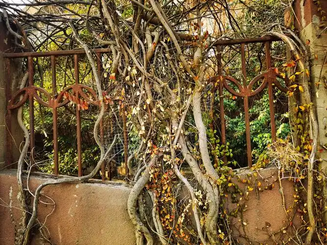 藤蔓缠绕的篱笆