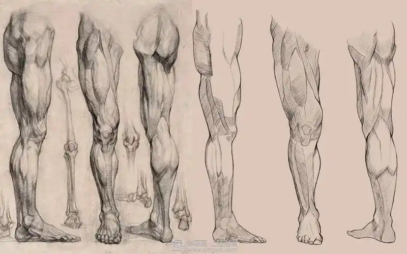 临摹腿—腿部人体肌肉结构入门训练