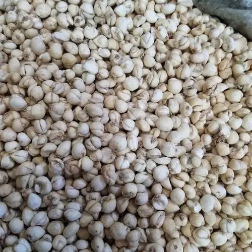 平贝母 平贝母手选带尖0.8 产地 黑龙江省