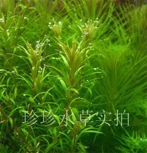 南美小百叶,水草小百叶,小百叶草(100%自家出产)(1枝)