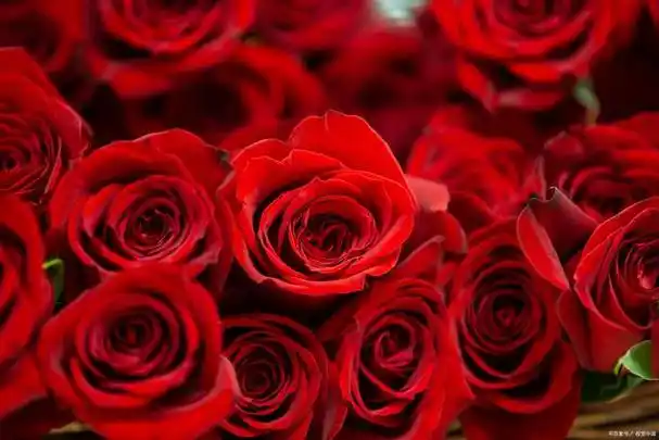红色玫瑰花真正的花语的含义代表