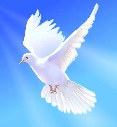 各种姿式的鸽子,太可爱了!