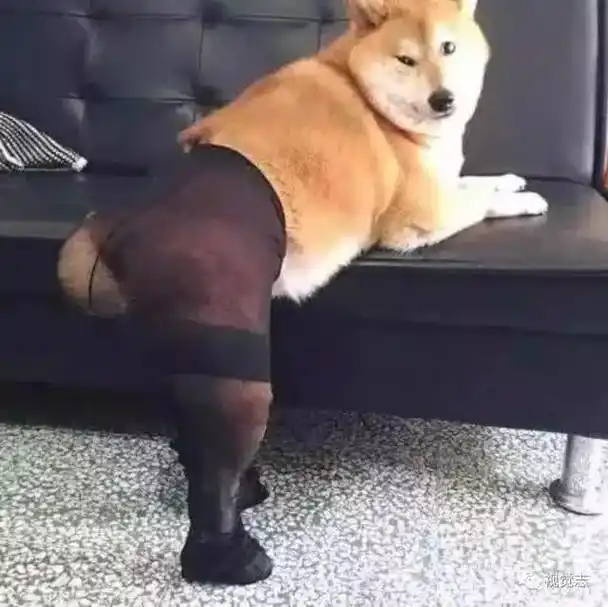 狗子我不冷全家人不你冷你必须冷