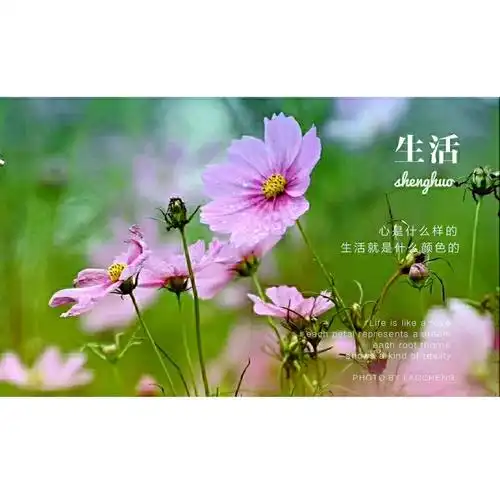 清浅时光,拈一笺墨香(副本)