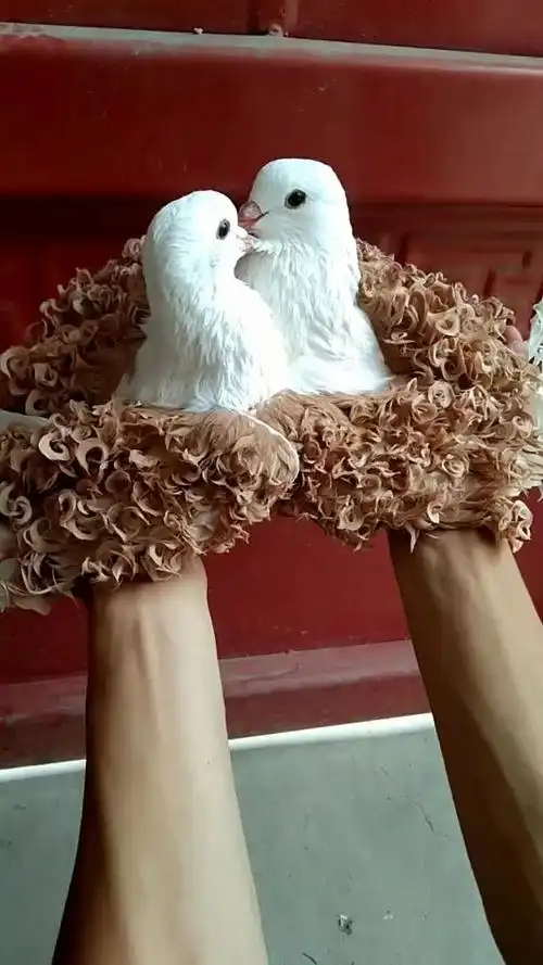 精品观赏鸽之黄马甲芙蓉