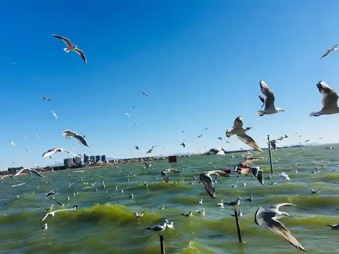 昆明滇池红嘴鸥