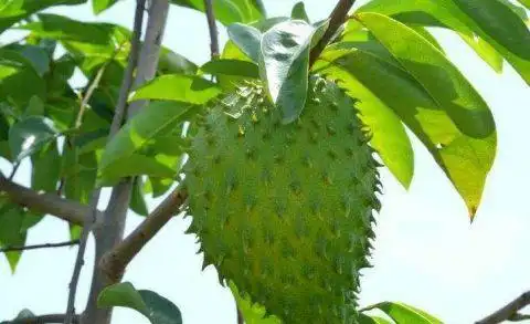 农村有一种很危险的水果人称"刺苹果" 全身都是刺还含有剧毒