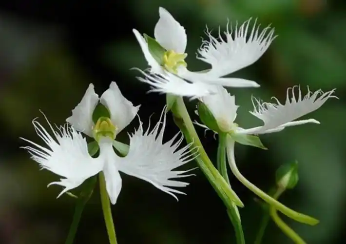 难得一见的"鹭鸶草"美极了!