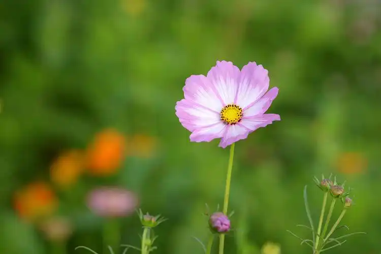 波斯菊图片(矮杆波斯菊图片)