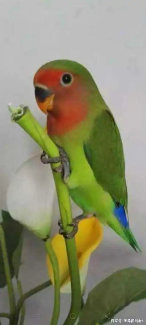 牡丹鹦鹉是什么,能养吗,如何养,特点是什么vlog