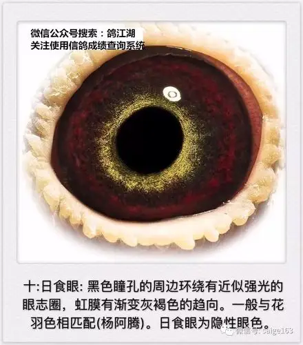 看图教你认识十五种鸽眼