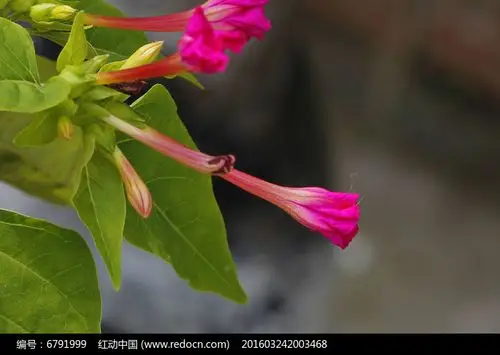 粉色长喇叭花花苞