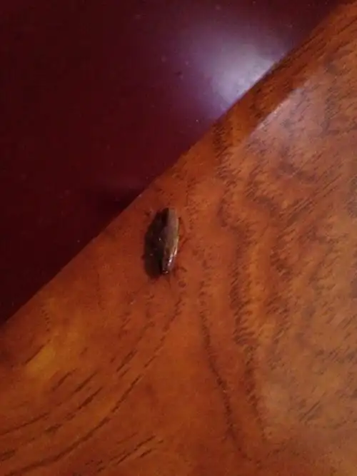 家里最近长虫子,求鉴定和彻底灭虫方法