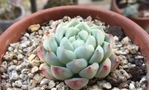 只闻其名,难觅其踪的月影系多肉阿尔巴美妮,你有没有养过?