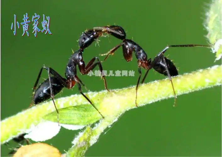 各种各样的蚂蚁