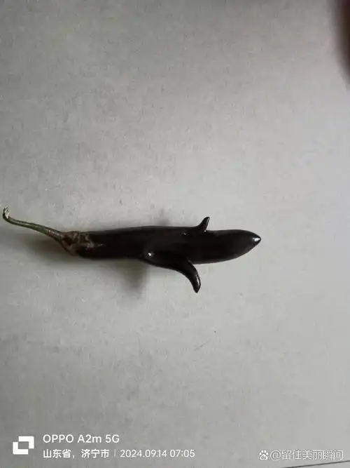 远看像条鱼,近看不是鱼,与鱼差不多,生活好伙伴.