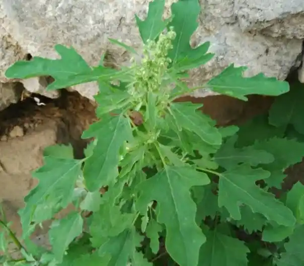 灰菜能生吃吗?灰菜怎么做好吃