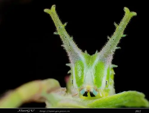 《---2012末日微距---------》 更新梦幻甲虫