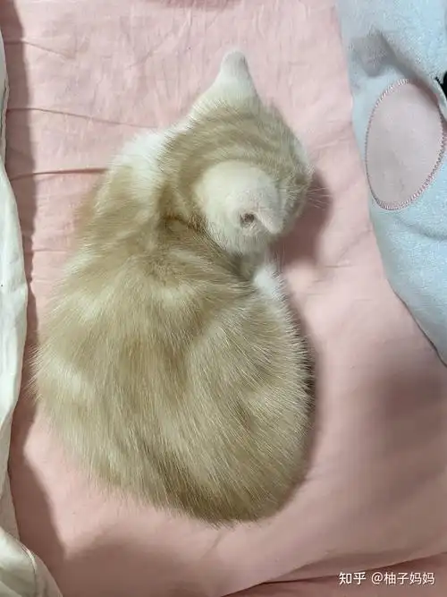 淡黄色美短是怎么回事? - 知乎