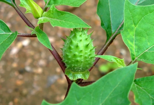 路边的曼陀罗花大人都说有毒看到要远离更不能养在家里