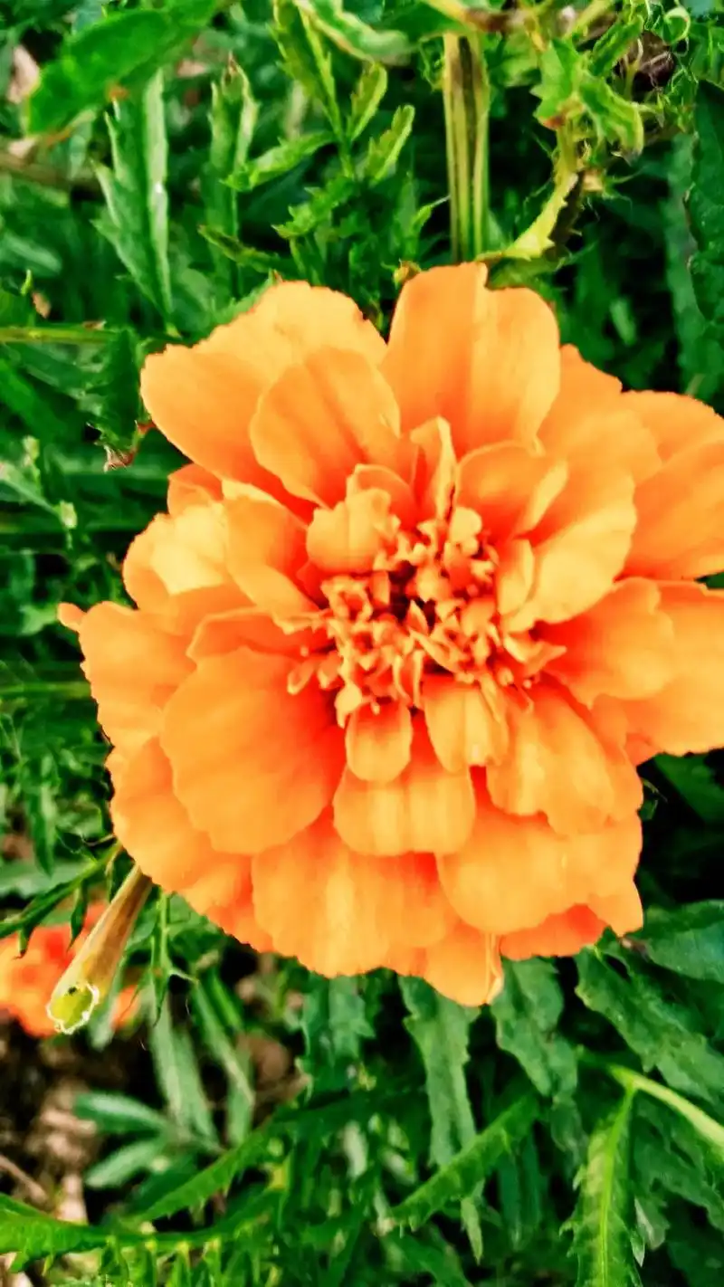 万寿菊花语寓意:健康长寿 - 抖音