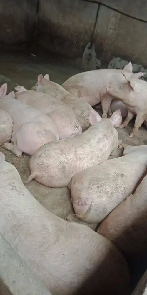 内三元,三元杂,土杂猪