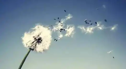 关于风的古诗关于风的唯美句子