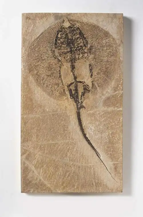 正面,石头,静物,一块,遗迹,化石,鱼,石子,水产,鱼类,海洋生物,摄影