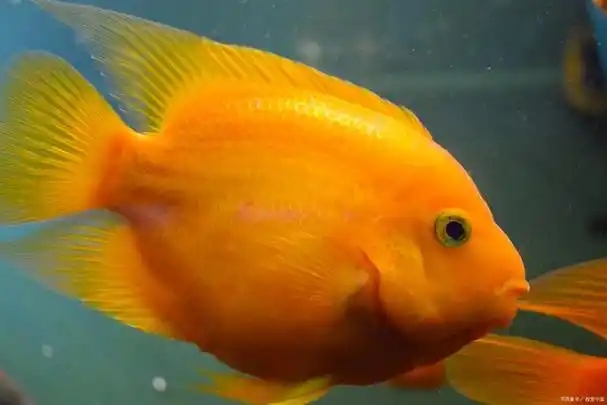 元宝鱼的养殖方法和注意事项