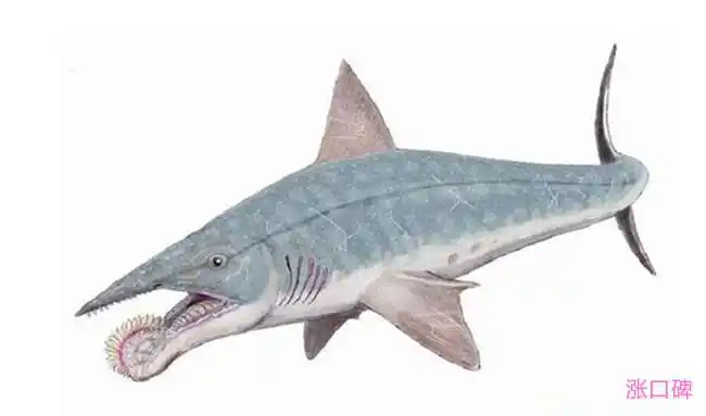 已经灭绝的十大可怕动物直壳鹦鹉螺可长到6米