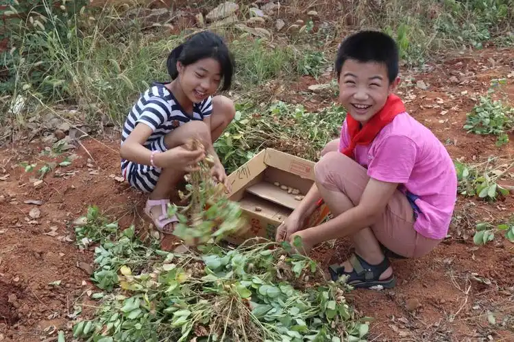 不知何时,拔花生变成了偷花生,稍不留神,花生盒就被洗劫一空.