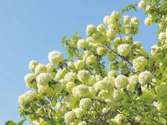 木绣球自然界的春日赞歌